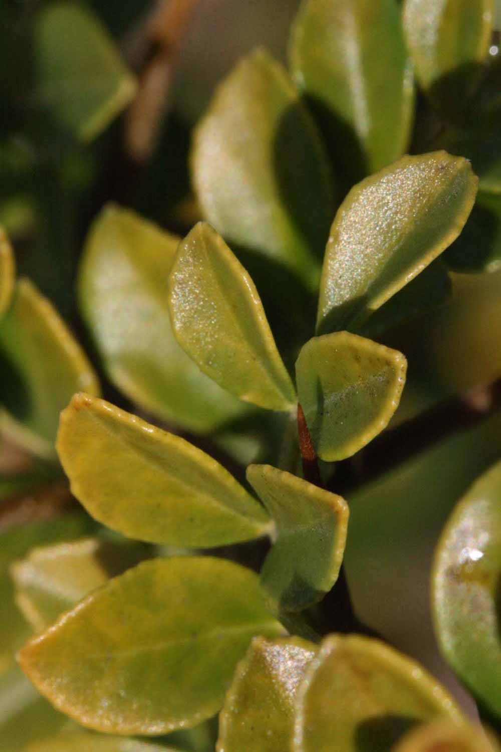            Sun leaves (Riverside, CA)   